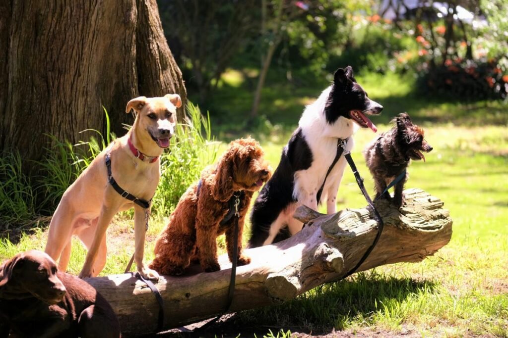 Four dogs pose on a tree log under the sun.